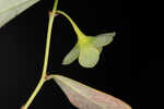 Florida leaf-flower